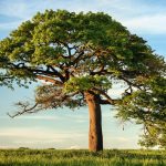 « Le Chêne », documentaire animalier sur l’écosystème du roi des arbres en Sologne